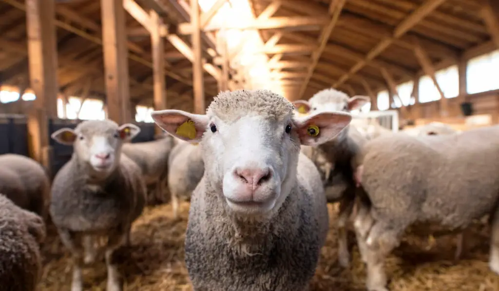 Sheep looking at camera in the wooden barn. In background group of sheep animals standing and eating on the farm.
