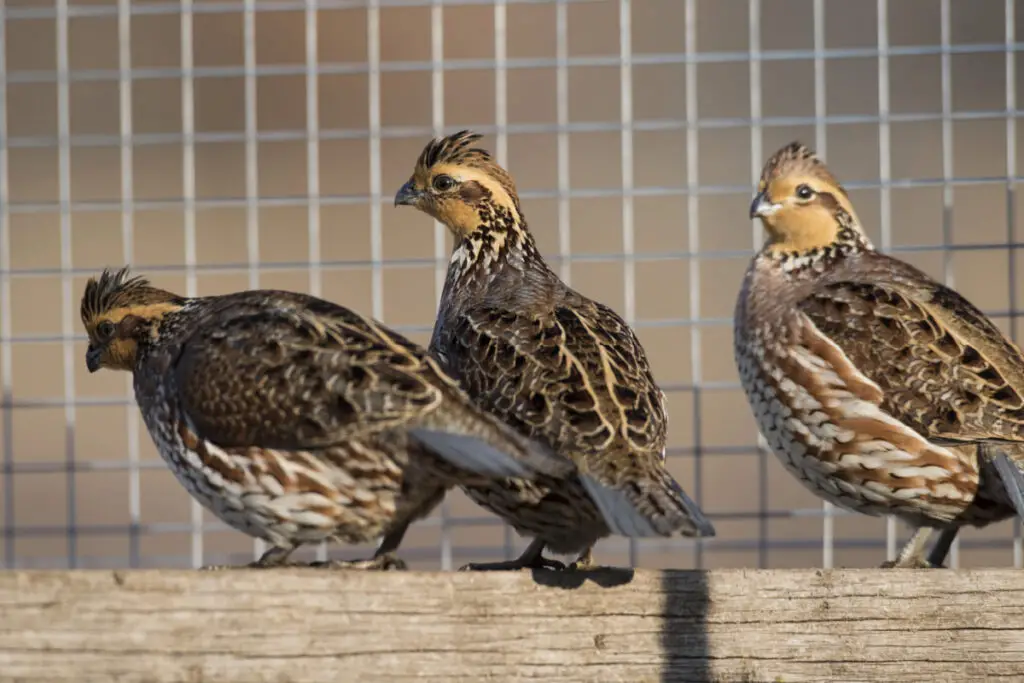 Three brown quails inside a pen 