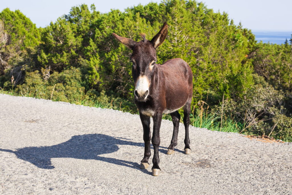a donkey standing on the road