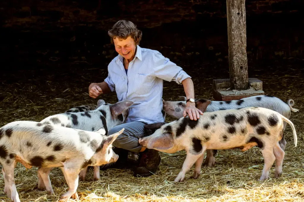 black spotted pigs with their happy owner in the barn