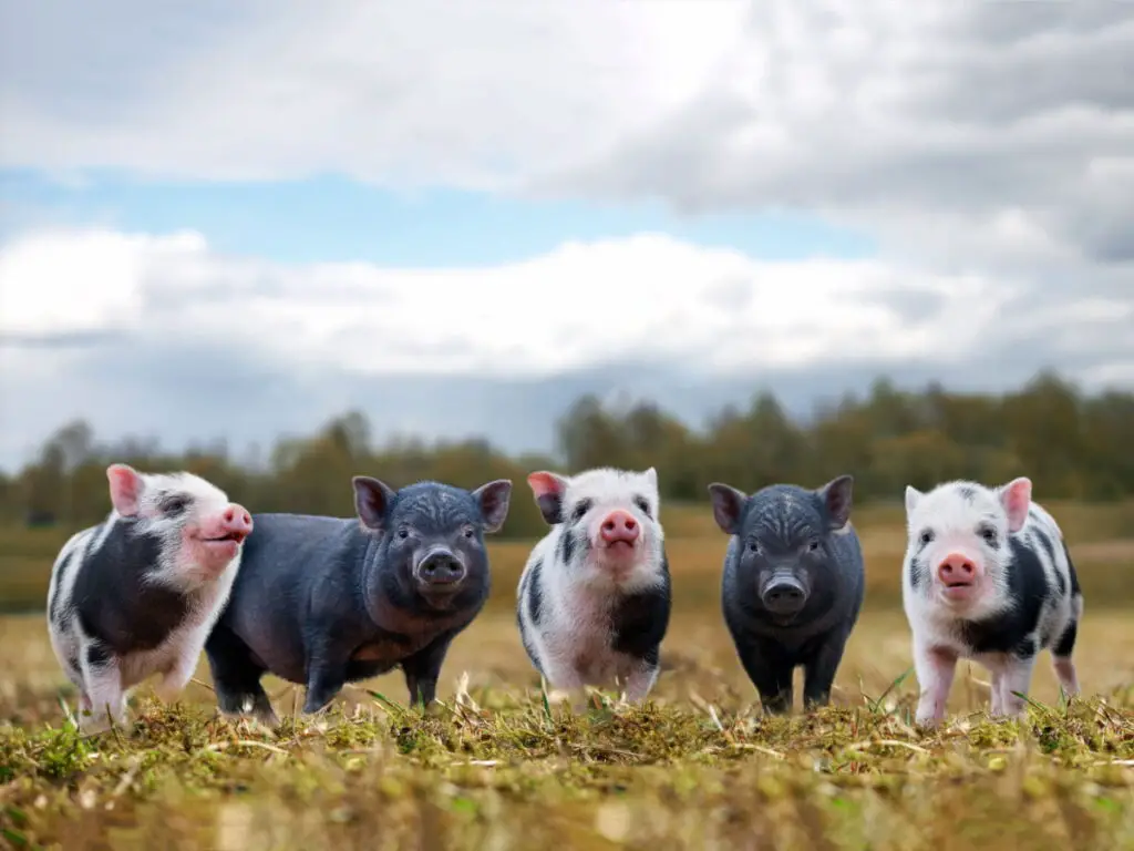 different breed of piglets standing at the yard 