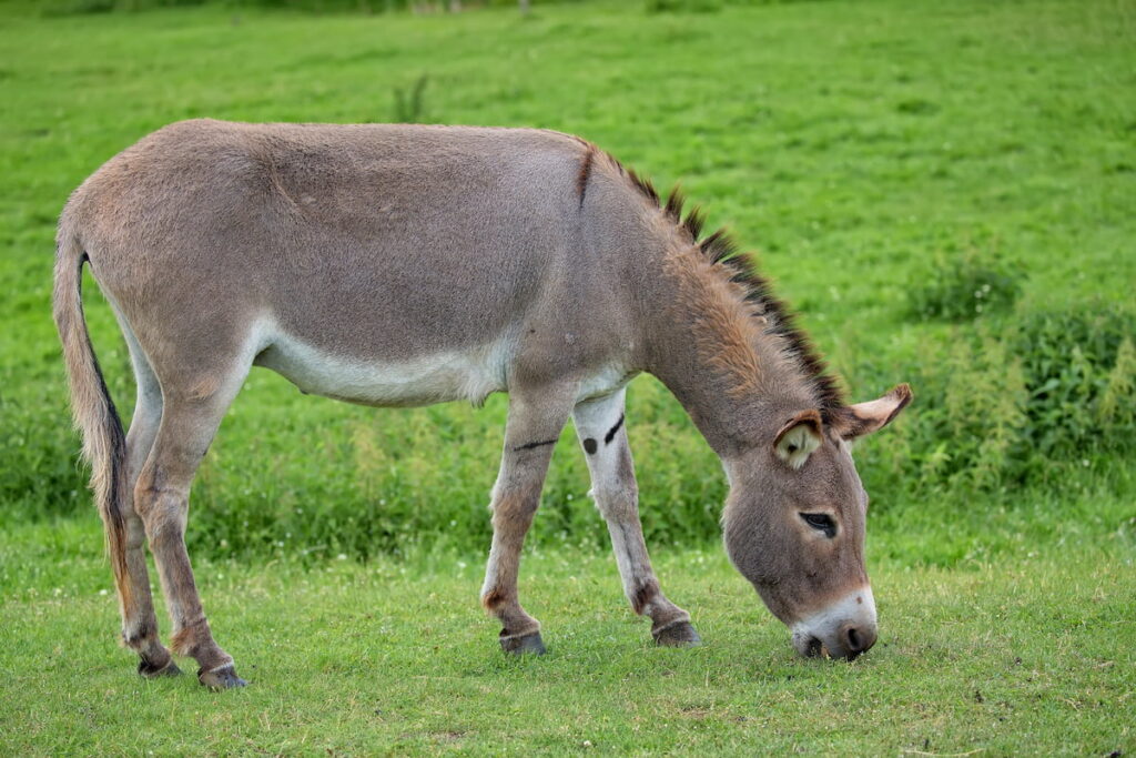 donkey grazing on a green pasture