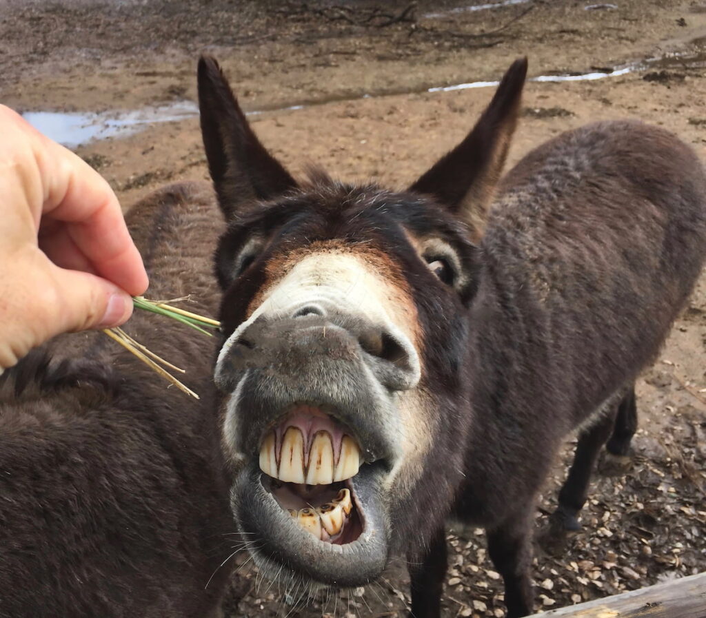 donkey showing teeth while reaching for the piece of straw 