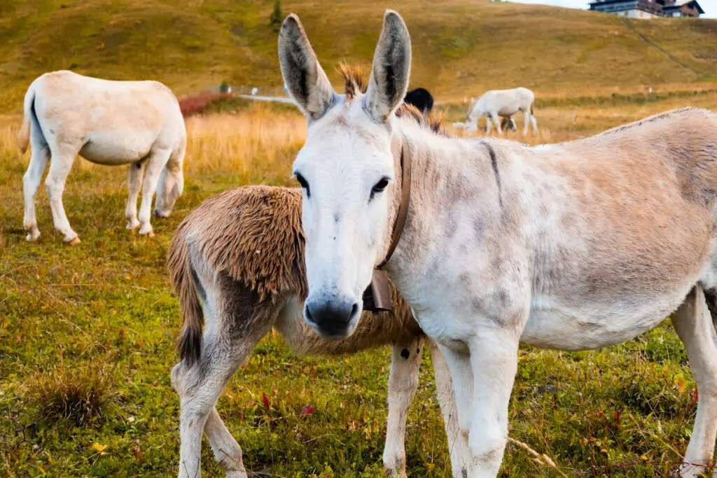 donkeys grazing on the grass at the hillside