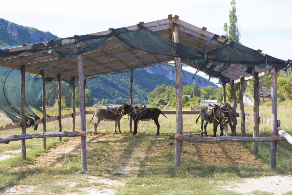 donkeys resting under donkey shelter in the middle of the field
