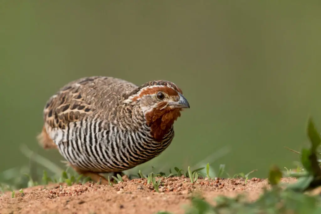jungle bush quail on the ground 