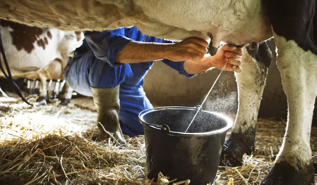 milking cows