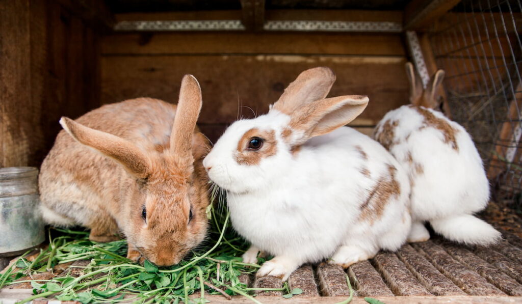 rabbits in a cage eat grass.