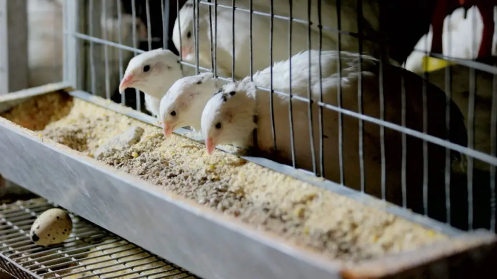 white young quails eating inside the cage