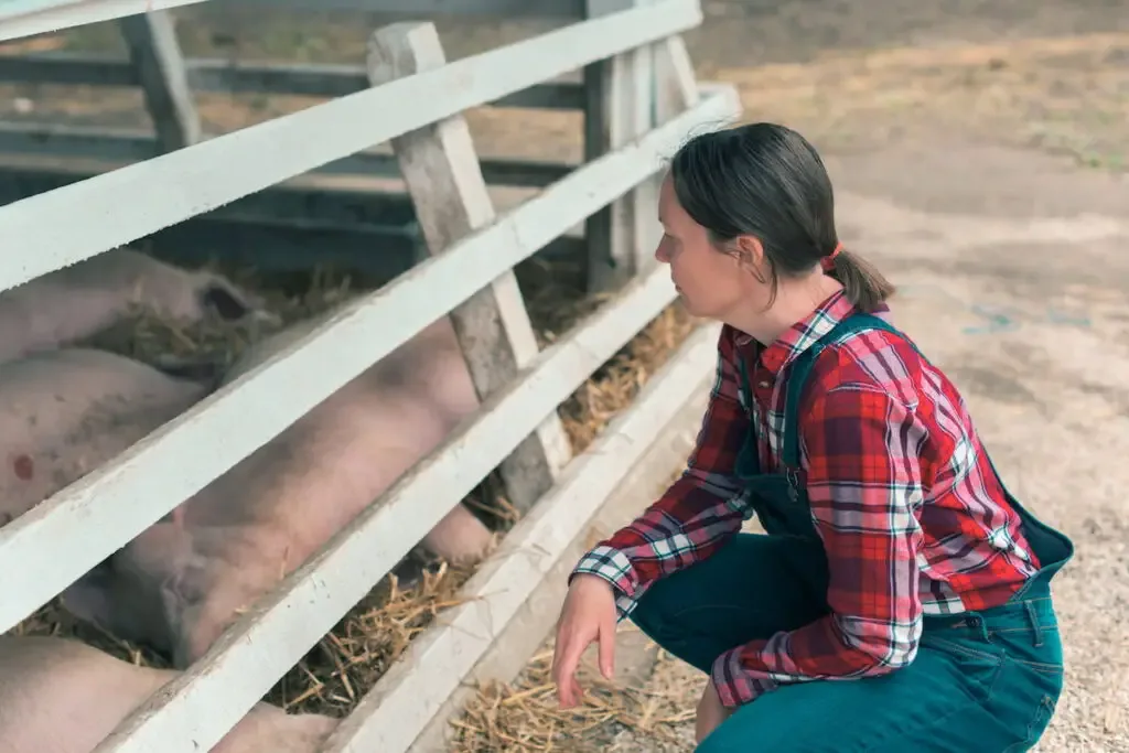 woman farmer raising pigs in a pen
