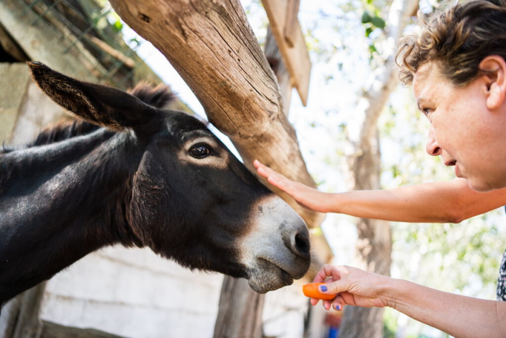 woman feeding donkey with carrots while petting its head