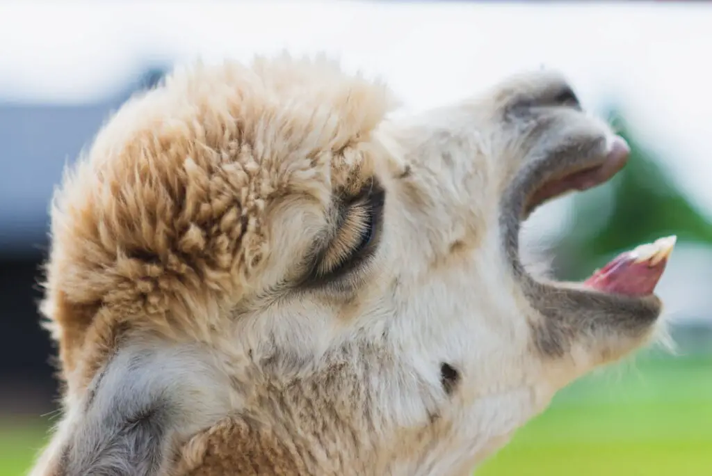 A white llama opening its mouth while facing up 