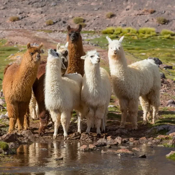 Herd of llama in different colors near the water