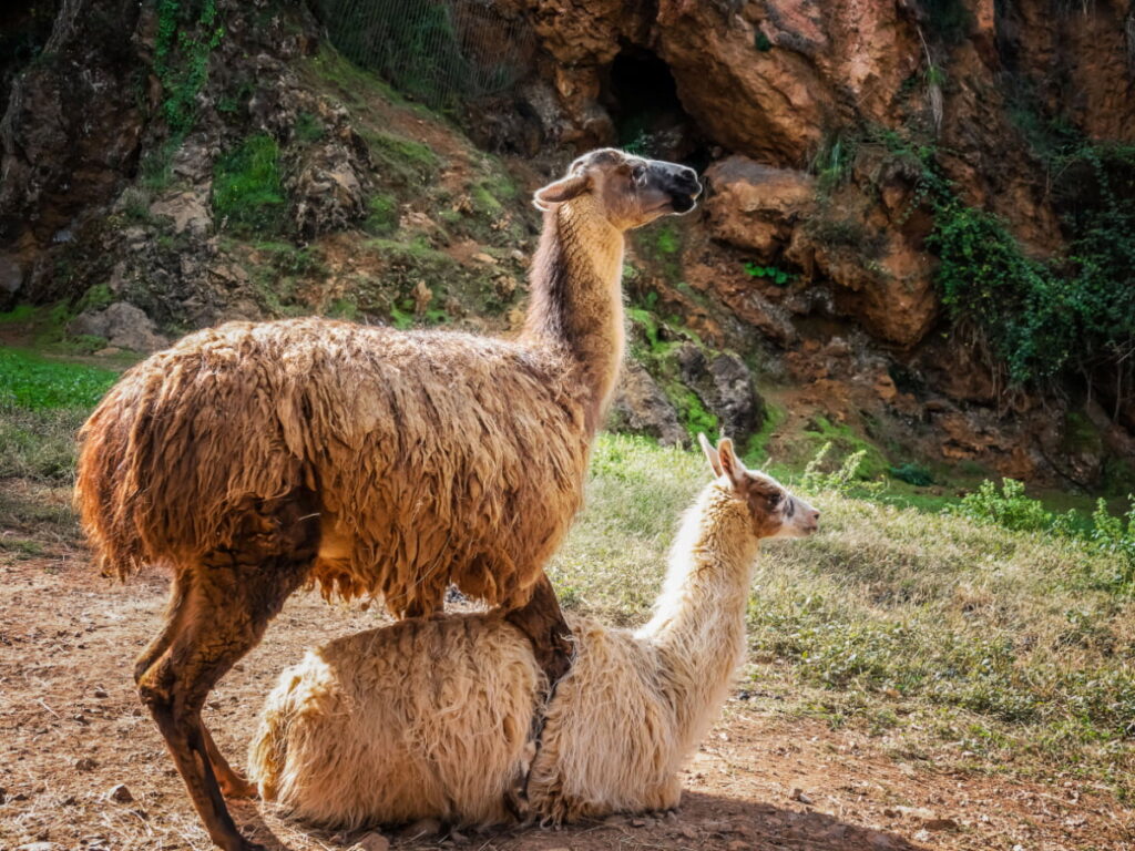 Llama couple preparing to mate in the field 