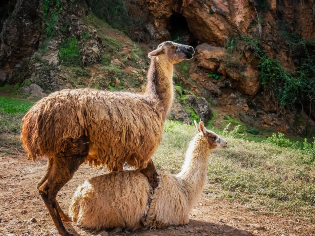 Llama couple preparing to mate in the field 