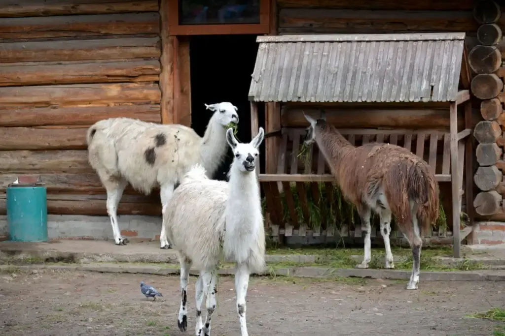 Llamas in different colors outside their shelter