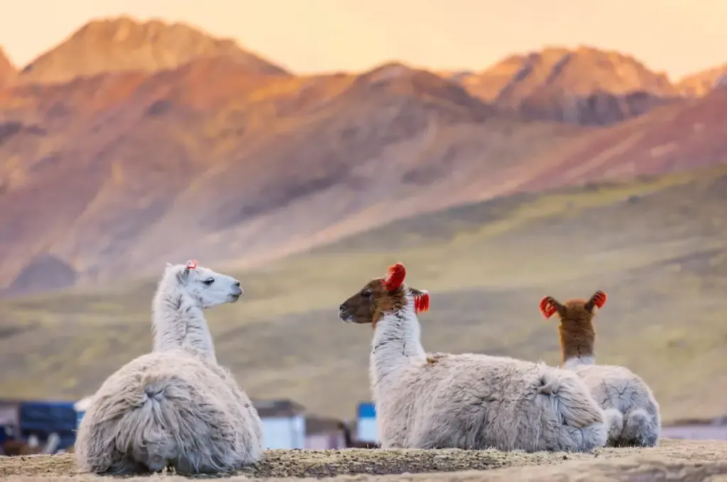 llamas resting on the grass on the mountain