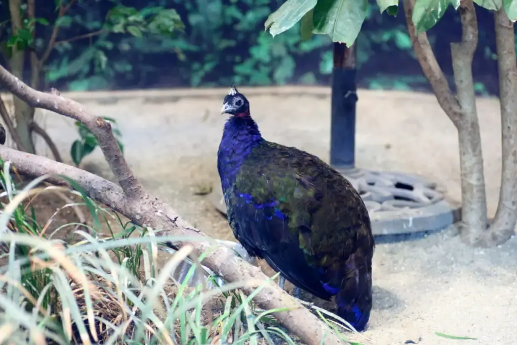 Congo Peacock standing under the tree 