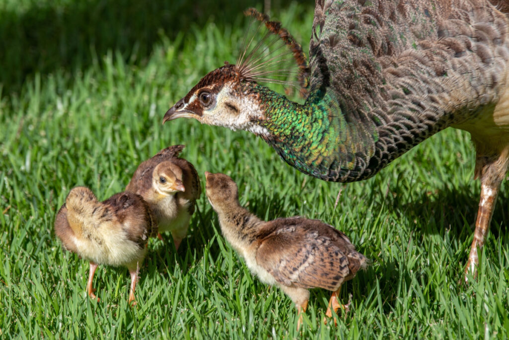Peacock with peachicks standing on a green grass 