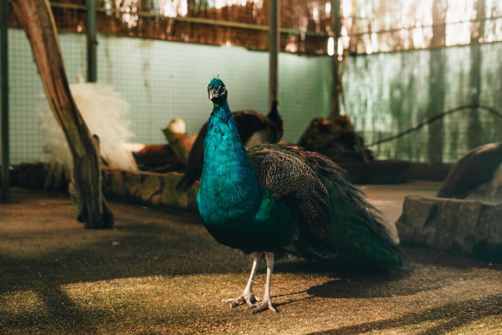a beautiful peacock standing inside a farm