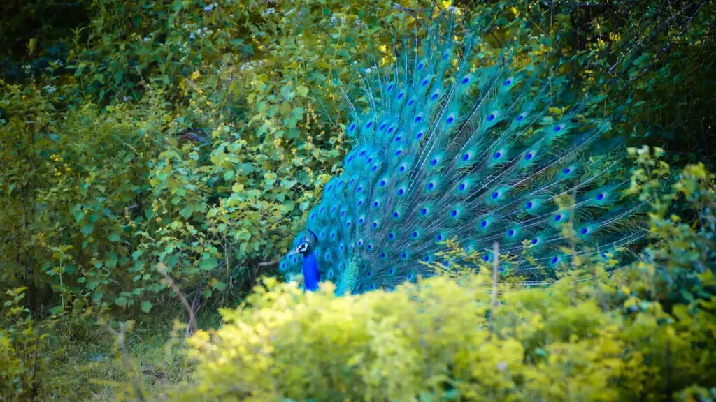 a peacock dancing behind the bushes in a park