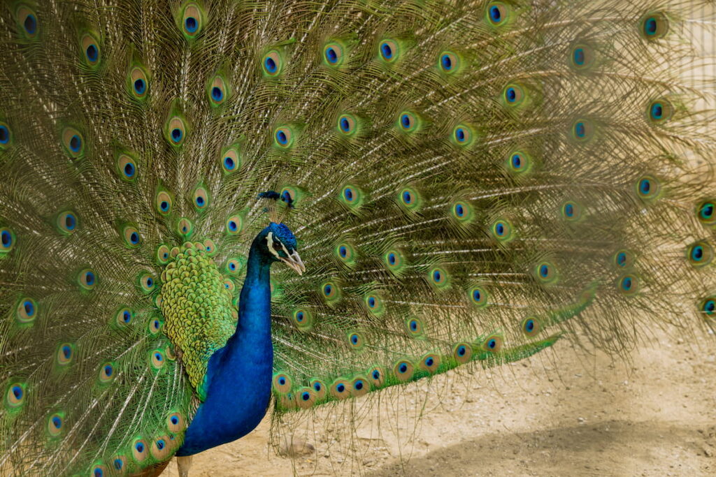 beautiful Indian Peacock flexing its tail 