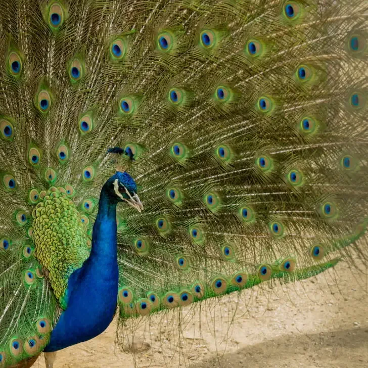 beautiful Indian Peacock flexing its tail