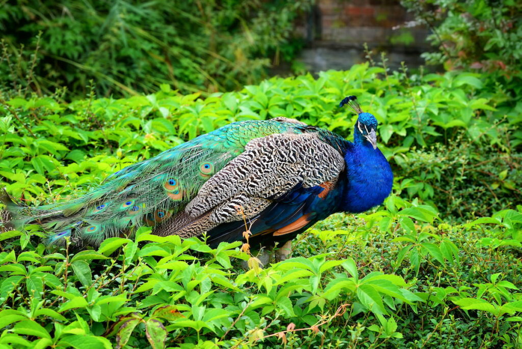 peacock in the middle of the green plants