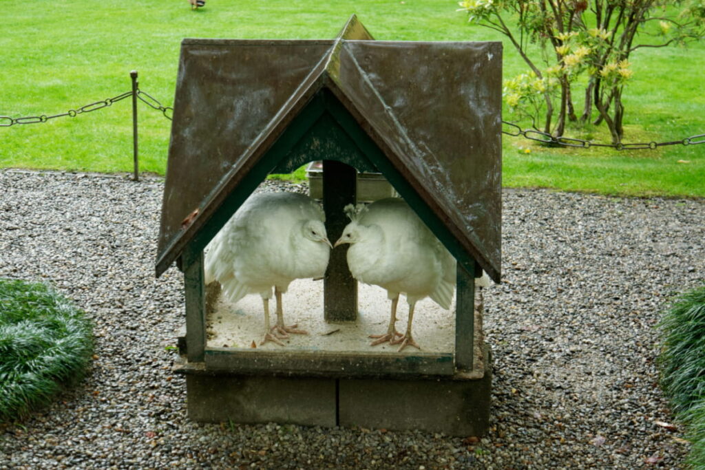 two white peacocks taking shelter in a mini shed 