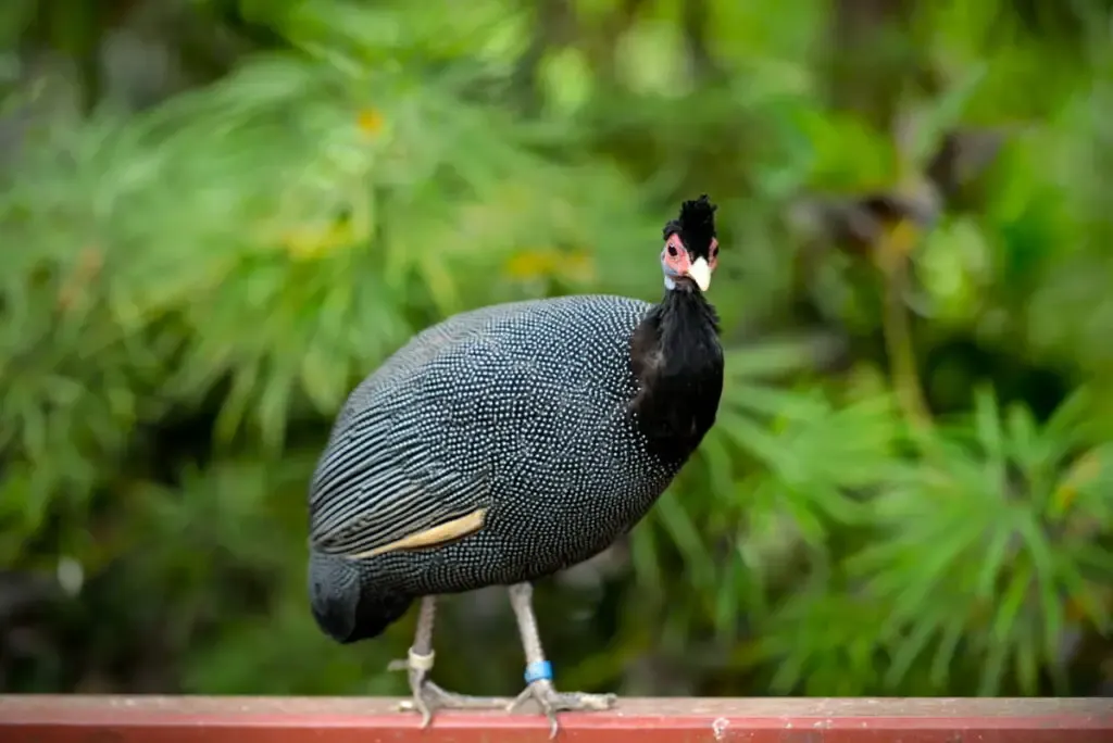 Crested guinea fowl standing on a red railing green plants on the background 