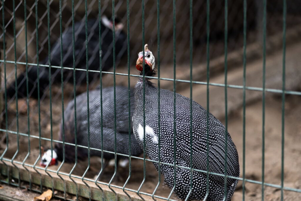 Guinea fowl birds inside the cage