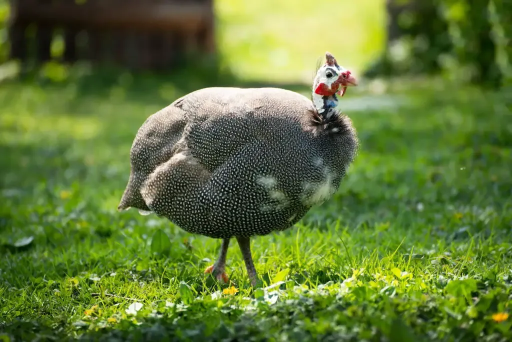 Helmeted guinea fowl standing on the green grass