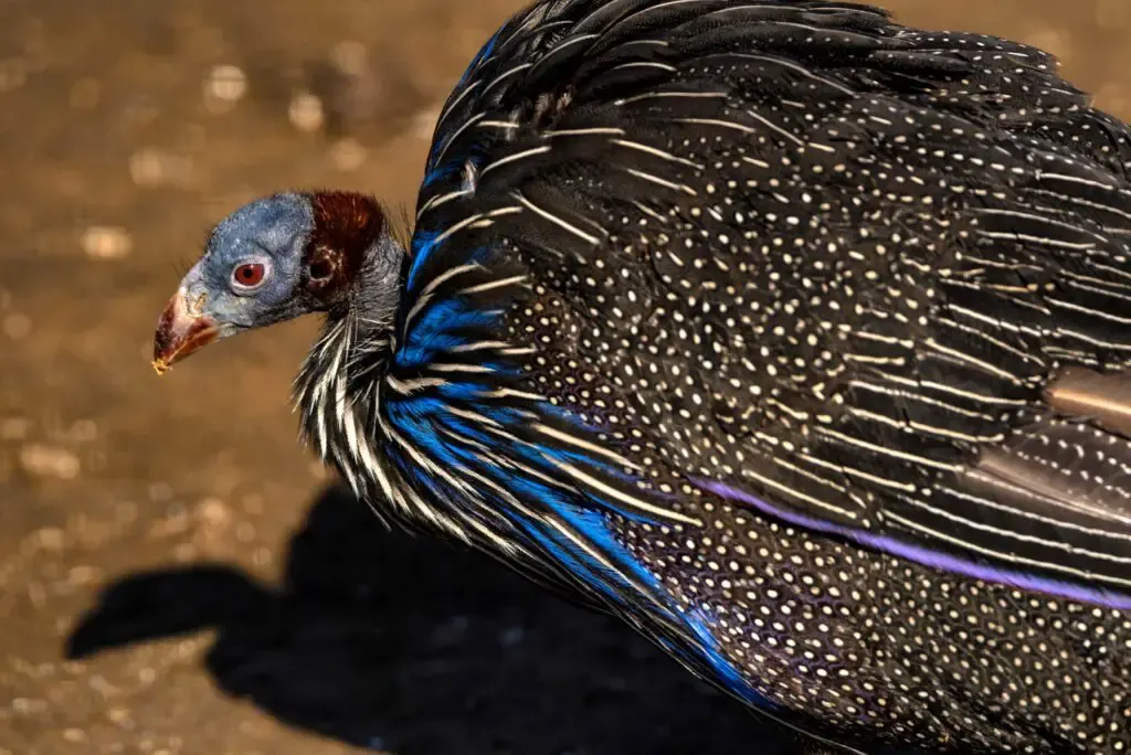 Vulturine guinea fowl on the ground under the sun