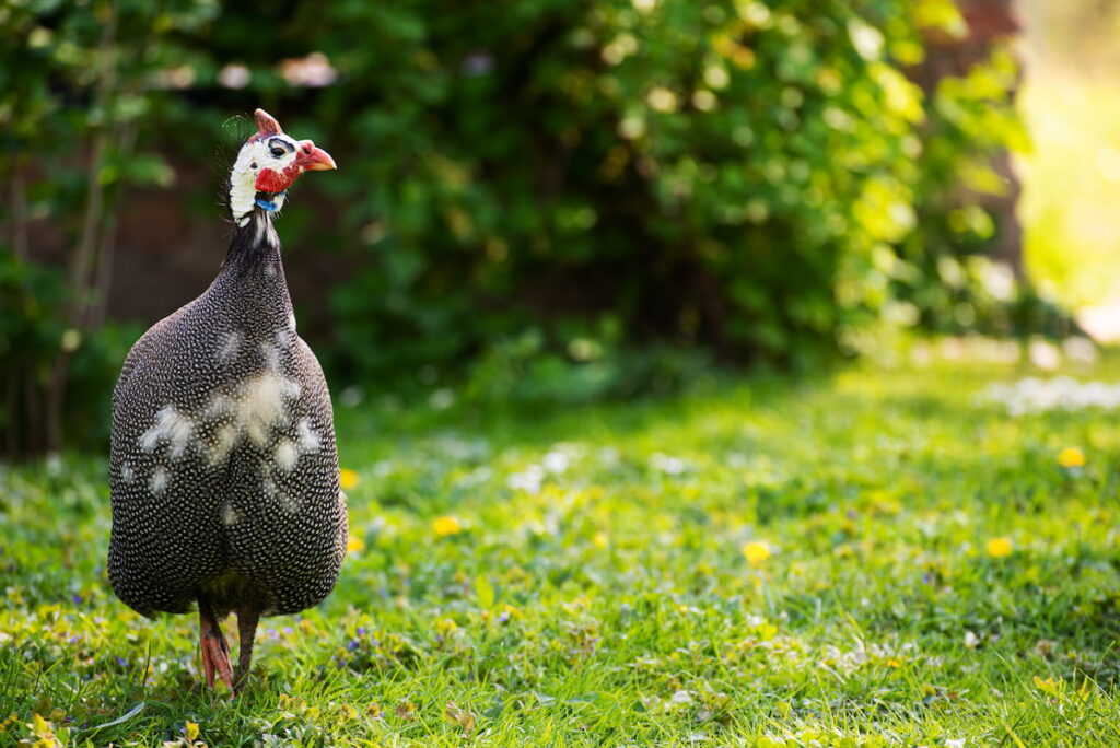guinea fowl standing on a green grass in the yard 