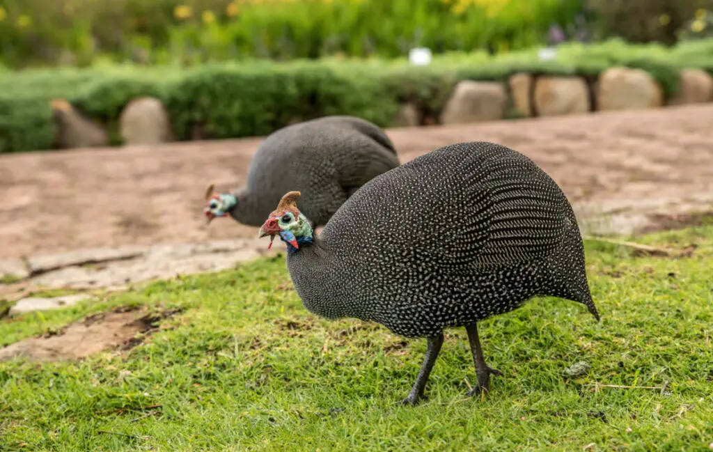 two Plumed guinea fowl grazing in a green field