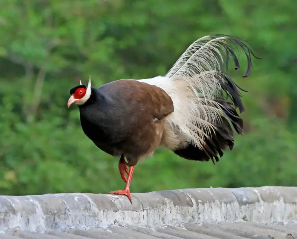 Brown-eared pheasant standing on one foot on a roof