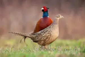 Couple pheasants in the middle of the field