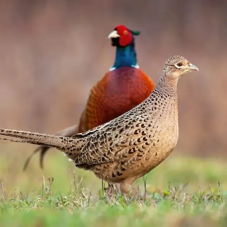 Couple pheasants in the middle of the field