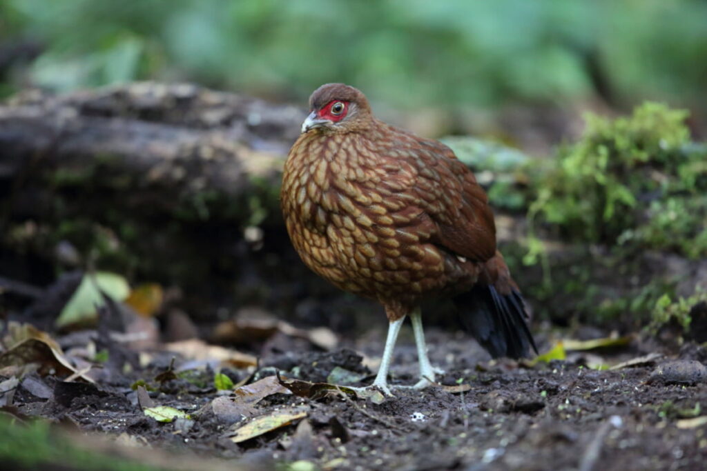 Salvadori’s pheasant standing in the middle of the woods