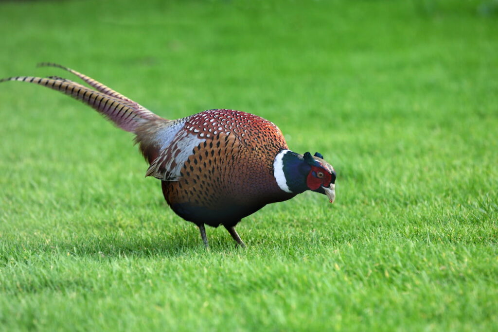 pheasant grazing and about to eat something on the grass