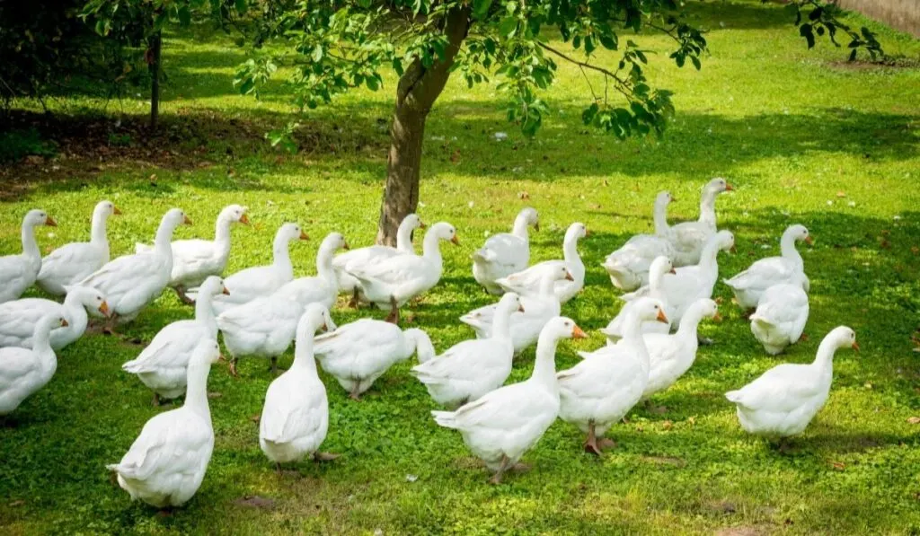 geese freely roaming in the farm - ee220319