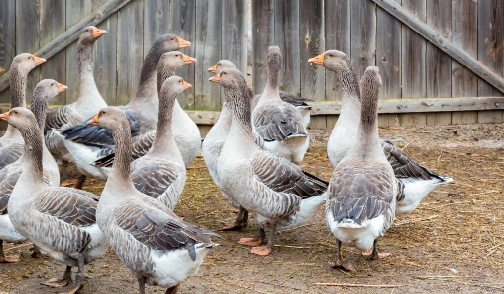 geese housing outside - ee220319