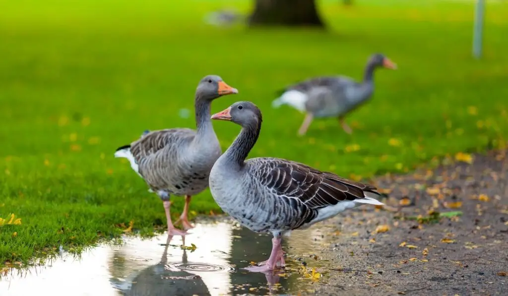 geese in the park - ee220319