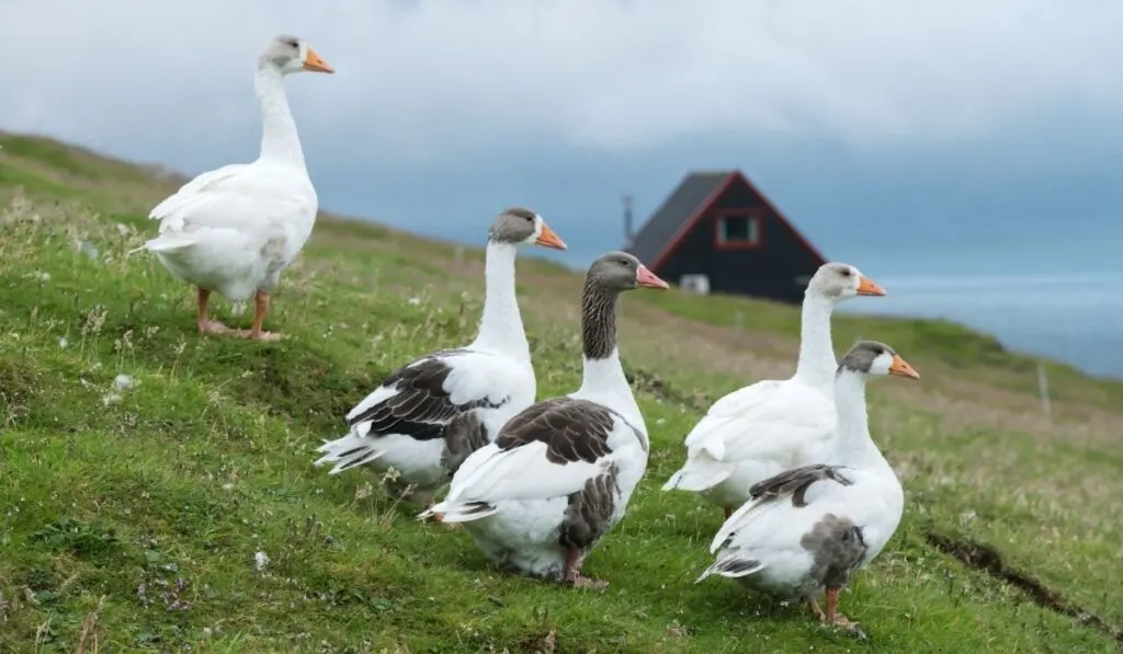 geese up the hill - ee220319