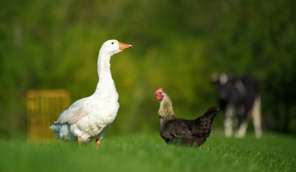 goose and chicken in the farm - ee220319