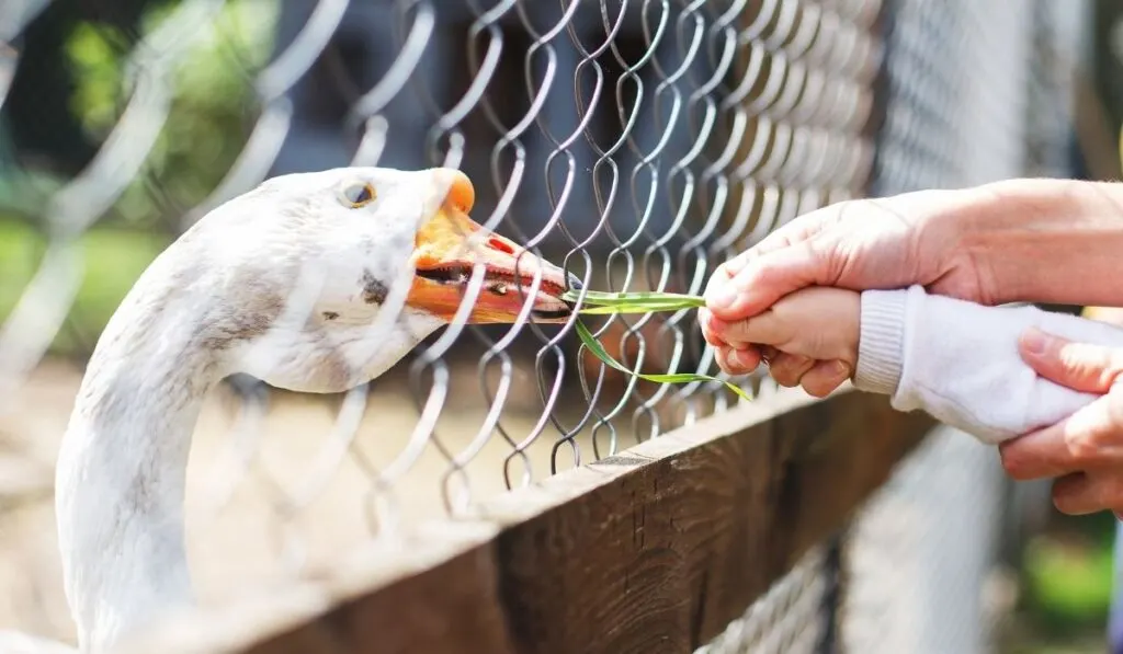 goose being fed a grass - ee220319