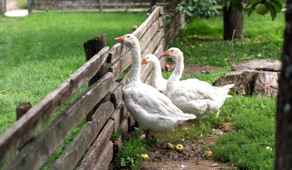 three white geese standing beside the wooden fence - ee220319