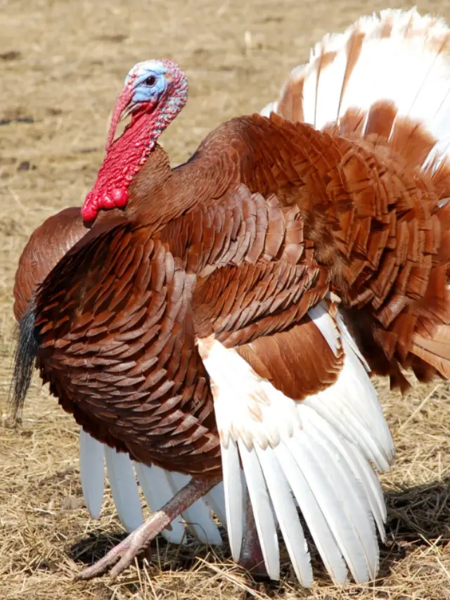 5 Best Turkey Breeds for Eggs