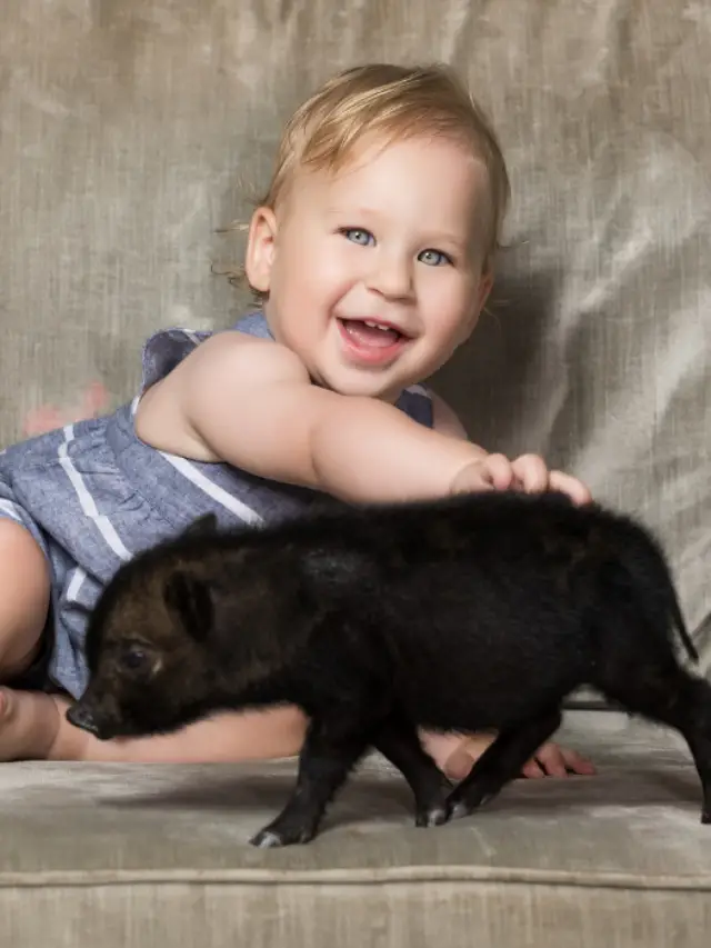 The 9 Best Pig Breeds for Pets