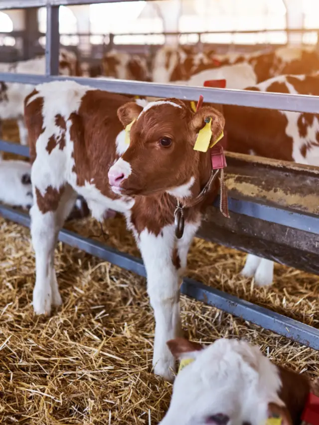 How Much Does a Baby Cow Cost?